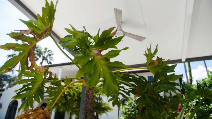 Florida Landscaping Ideas for Patios